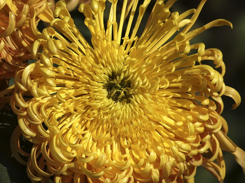 菊花