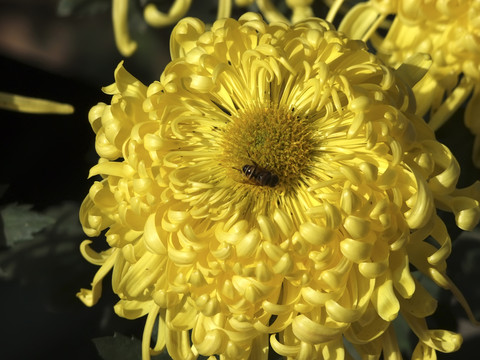 菊花