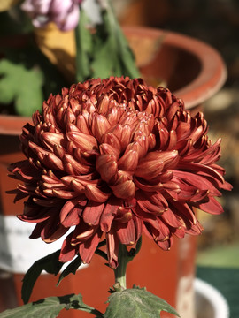 菊花