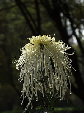 菊花