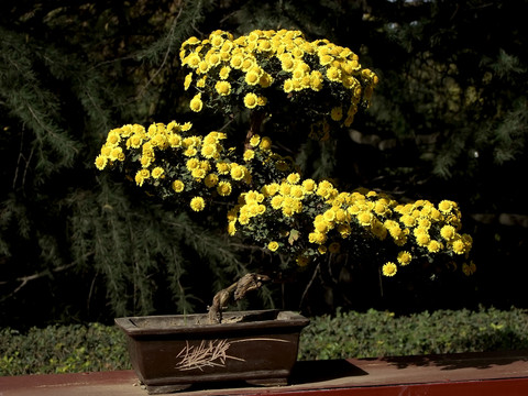 菊花