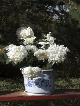 菊花