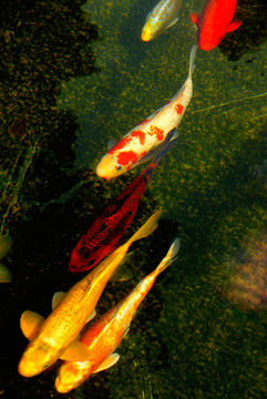 錦鯉魚