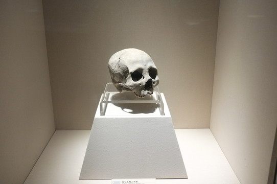 頭蓋骨