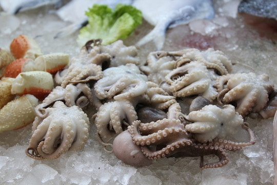 魷魚仔章魚仔