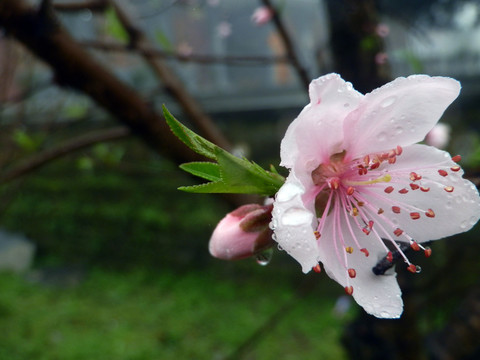桃花