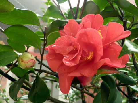 山茶花