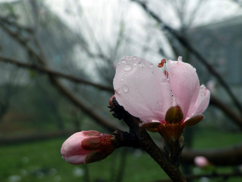 雨中的桃花