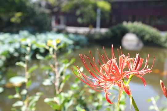 石蒜