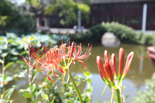 石蒜