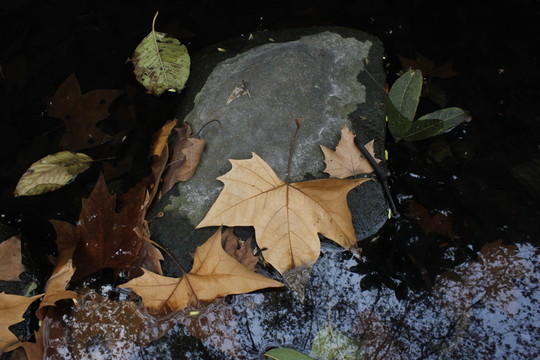 水面落葉