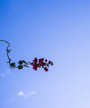 紫荊花與天空
