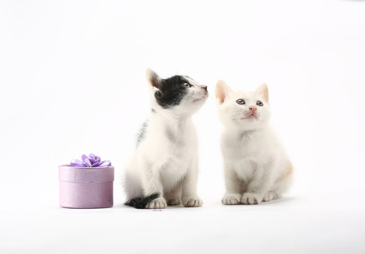 小貓