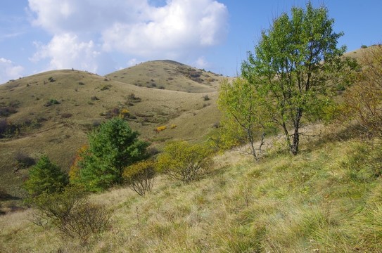 陜西安康嵐皋神禾草原 高山草甸