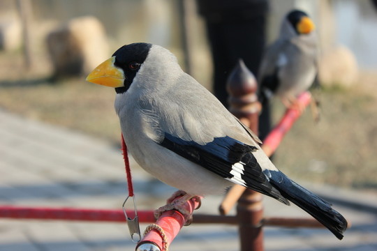 黃嘴鳥