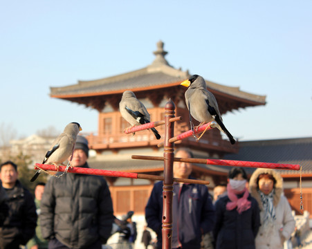 觀看鳥