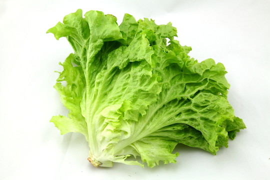 生菜
