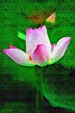 荷花