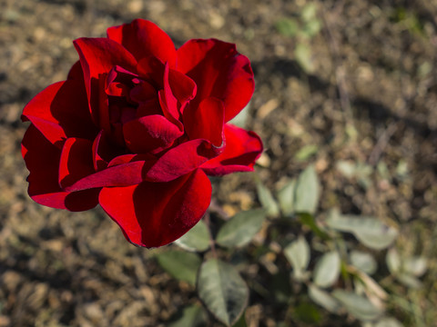 紅月季花