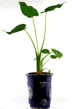 植物 滴水觀音