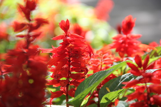 紅花