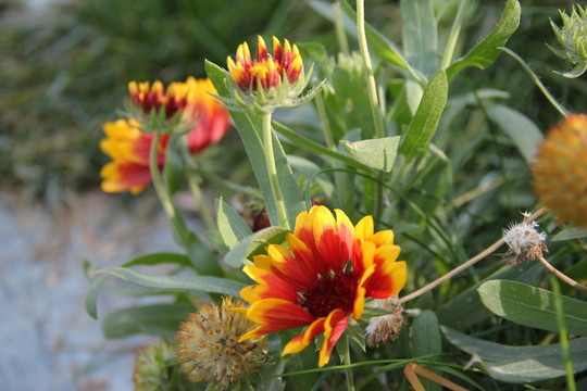 黃花