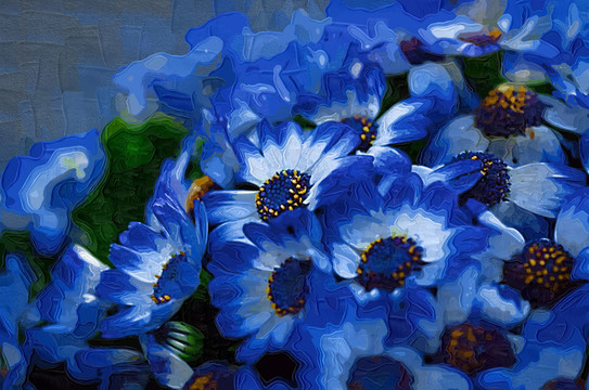 藍菊
