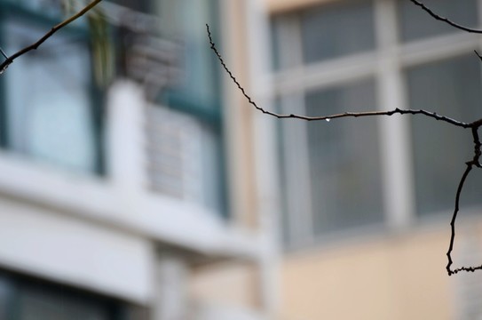 雨中的樹枝