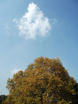 梧桐樹(shù)