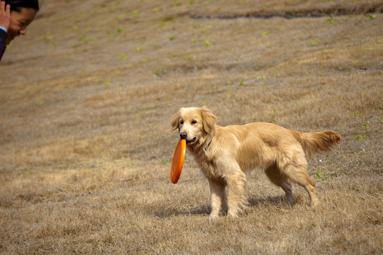 訓犬 金毛犬 狗 寵物犬 游戲