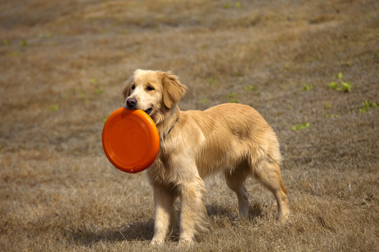 訓(xùn)犬 金毛犬 狗 寵物犬 游戲