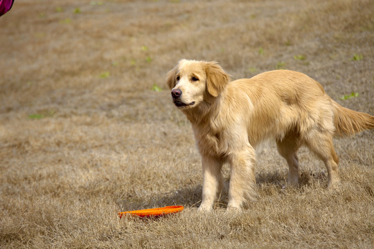 訓(xùn)犬 金毛犬 狗 寵物犬 游戲