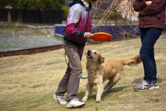 訓(xùn)犬 金毛犬 狗 寵物犬 游戲