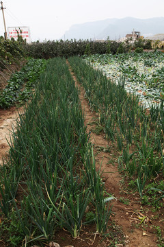 有機(jī)蔬菜大蔥