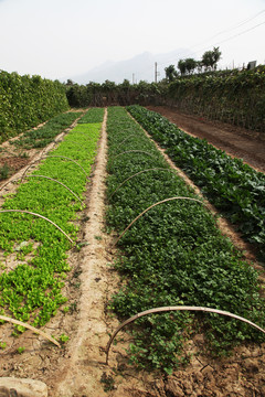 有機(jī)蔬菜生產(chǎn)基地