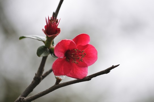 海棠花