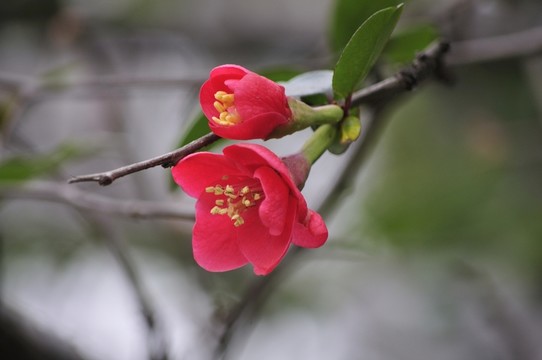 海棠花