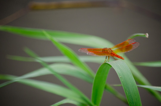 紅蜻蜓