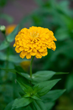 花卉