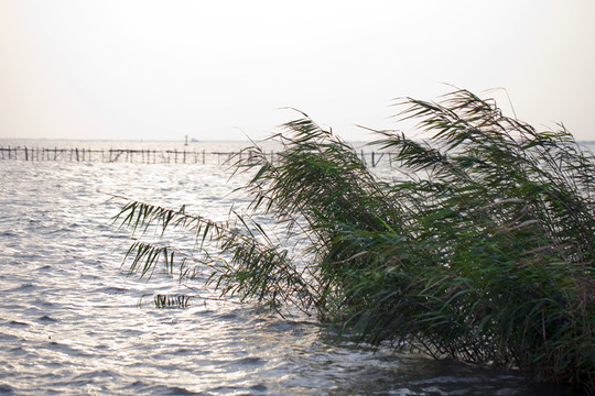 淀山湖 水面 公園 戶外 晴天