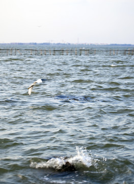淀山湖 水面 水鳥 公園 戶外
