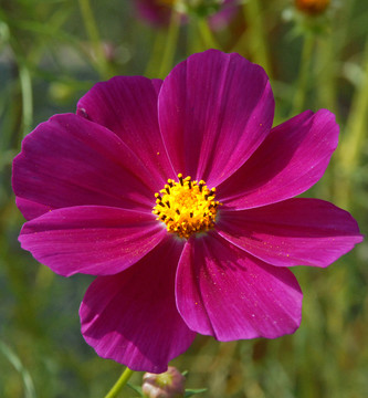 波斯菊