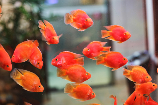 金魚 招財魚 熱帶魚 魚缸