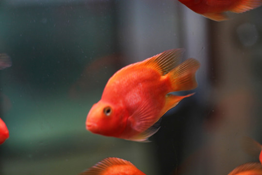 金魚 招財魚 熱帶魚 魚缸