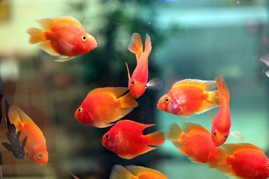 金魚 招財魚 熱帶魚 魚缸