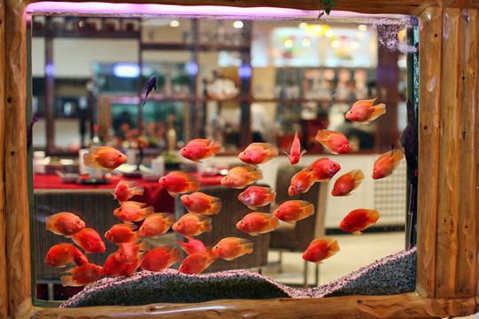 金魚 招財(cái)魚