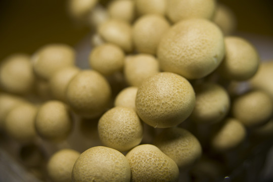 食用菌