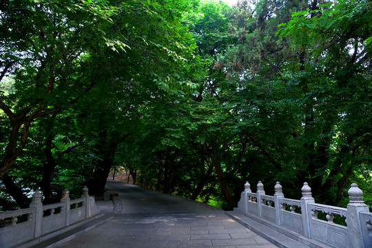 石橋樹(shù)影