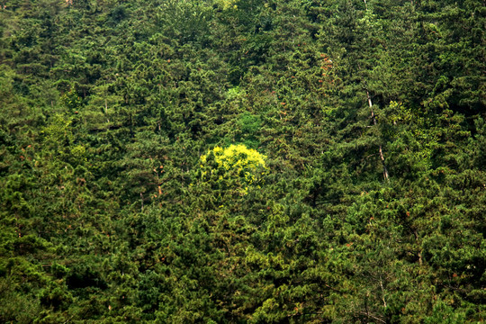 森林植被