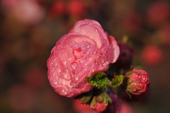 早春桃花
